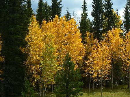 Glowing Aspens on Kaibab NF- drive in